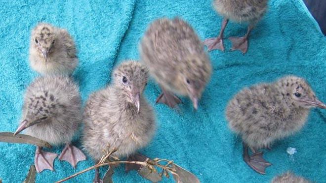 Baby seagulls rescued from a moored yacht in Sydney &copy;  SW